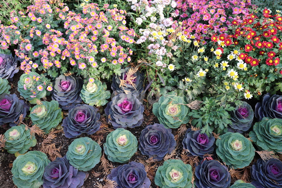 food,음식,vegetable,야채,cabbage,양배추,plant,식물,kale,케일,꽃,flower