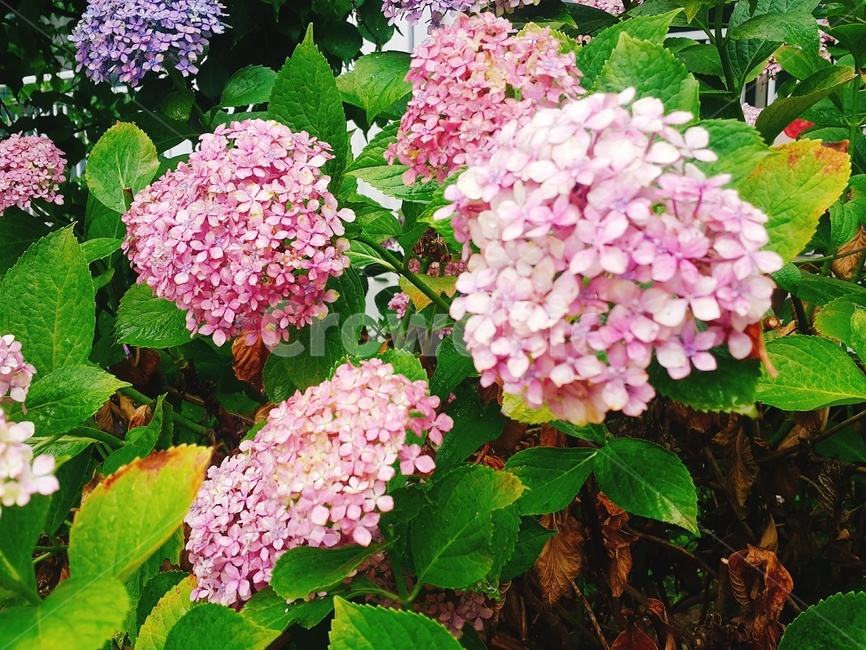 plant,식물,flower,꽃,수국