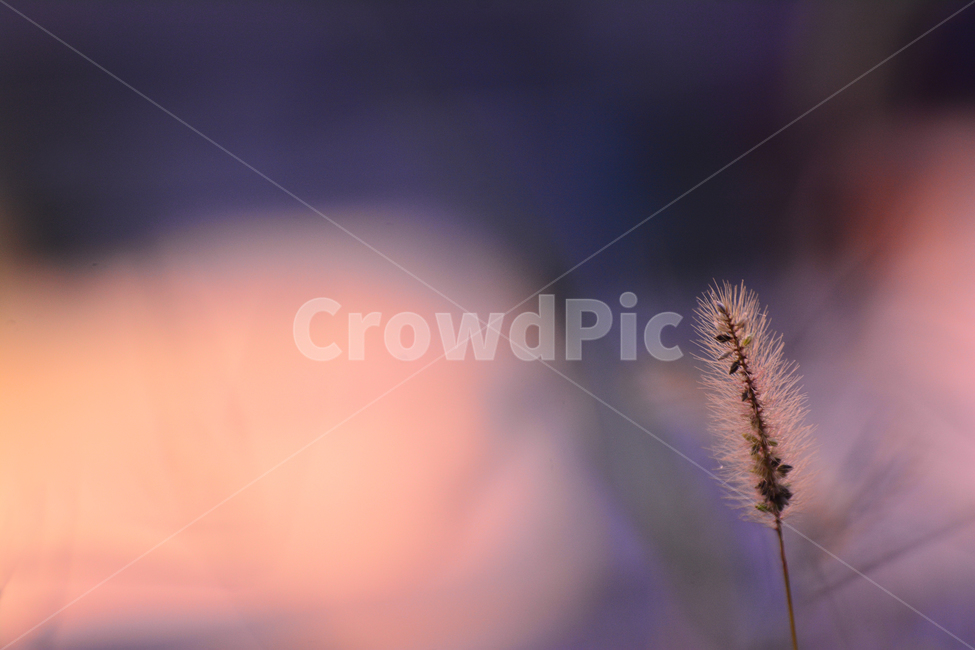 atmosphere,September,yellow,backlight,dreamy,fall image,At sunset,fall,autumn mood,season,Emotion,sensible,faint,soft,foxtail,feeling,brown,sunlight,wildflowers,emotion,Autumn sensibility,light,background,sunset,wild flowers,october,autumn,wild grass