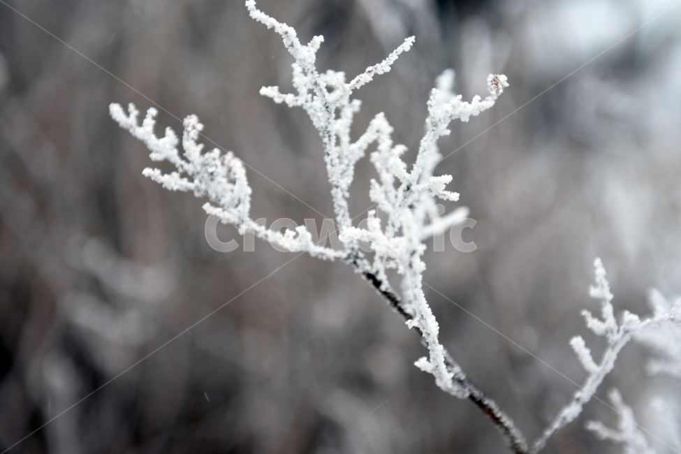 눈,풍경,겨울,눈꽃,상고대,바람,서리,추위,산,나무,겨울,계절,winter,season,식물,자연,plants,nature