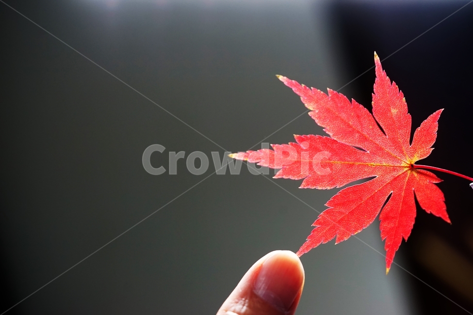 단풍,단풍잎,단풍나무,낙엽,가을,가을,계절,fall,autumn,season,leaf,잎,plant,식물,tree,나무