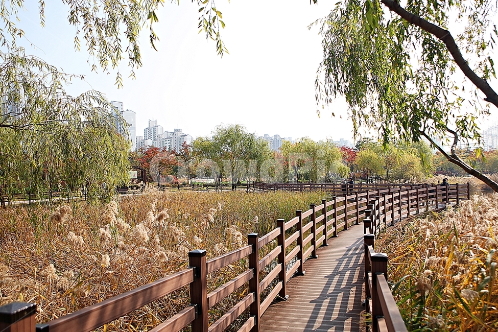 부천호수공원,호수,갈대,억새,식물,자연,풍경,풀,잡초,공원,가을,계절,fall,autumn,season,자연,풍경,nature,landscape,railing,난간,banister,handrail