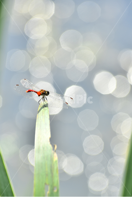 blade of grass,rest,tail,dragonfly,red,outdoor,red dragonfly,waters edge,wings,insect,bokeh,animal,sit
