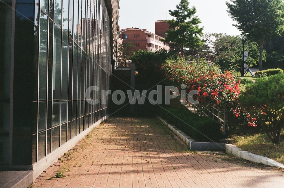 장미,울타리,여름,골목,5월,골목길,alley,감성,sensible,feeling,outdoors,옥외,garden,정원