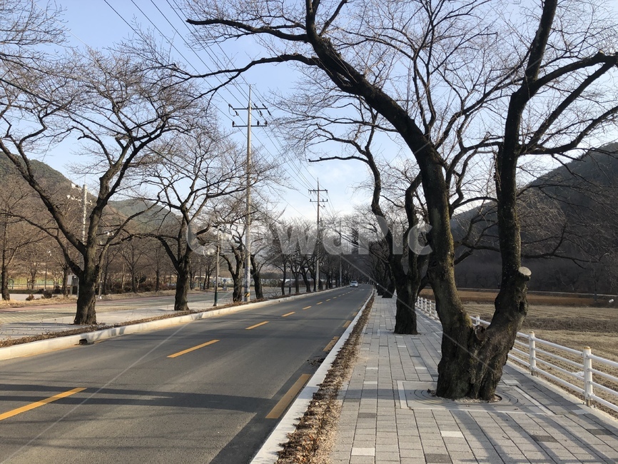 겨울,도로,가로수,한적함,앙상함