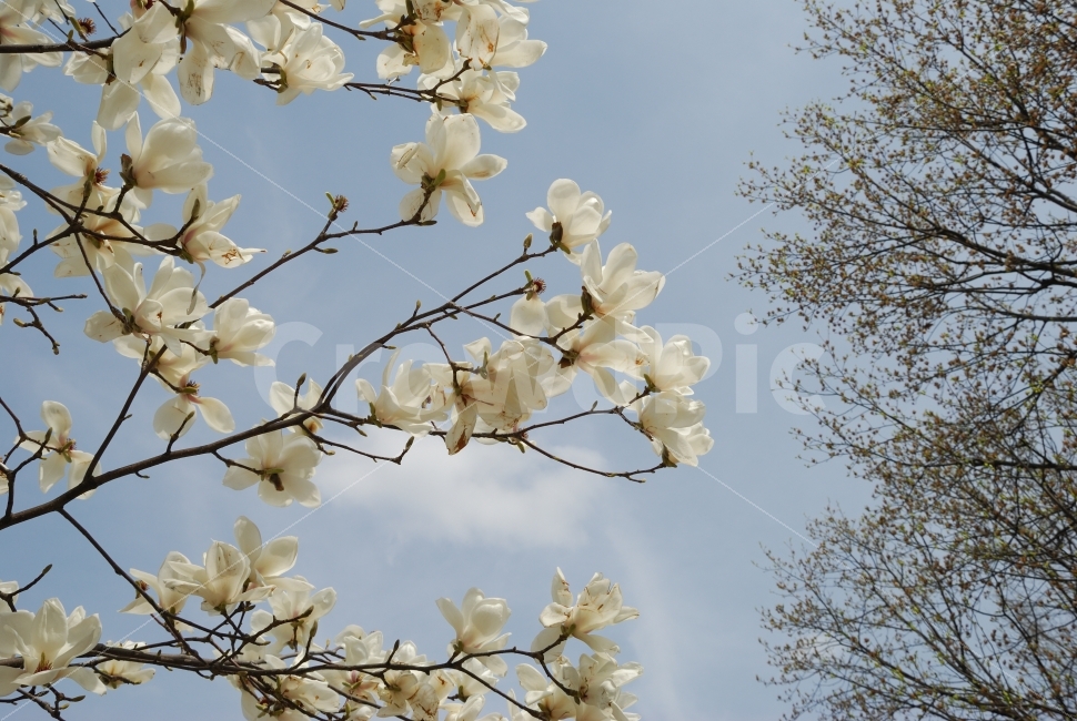 목련,꽃,나무,하늘,봄,공원,산,조경,자연,배경,화려함,식물,자연,plants,nature,봄,계절,spring,season,꽃,flower,plant,blossom,cherry blossom,벚꽃