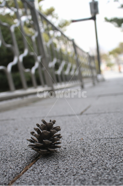 plant,식물,asphalt,아스팔트,소나무,솔방울