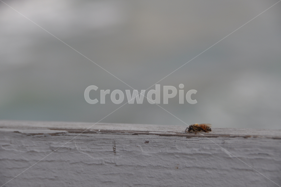 벌,곤충,꿀벌,가을,계절,곤충,벌레,insect,bug
