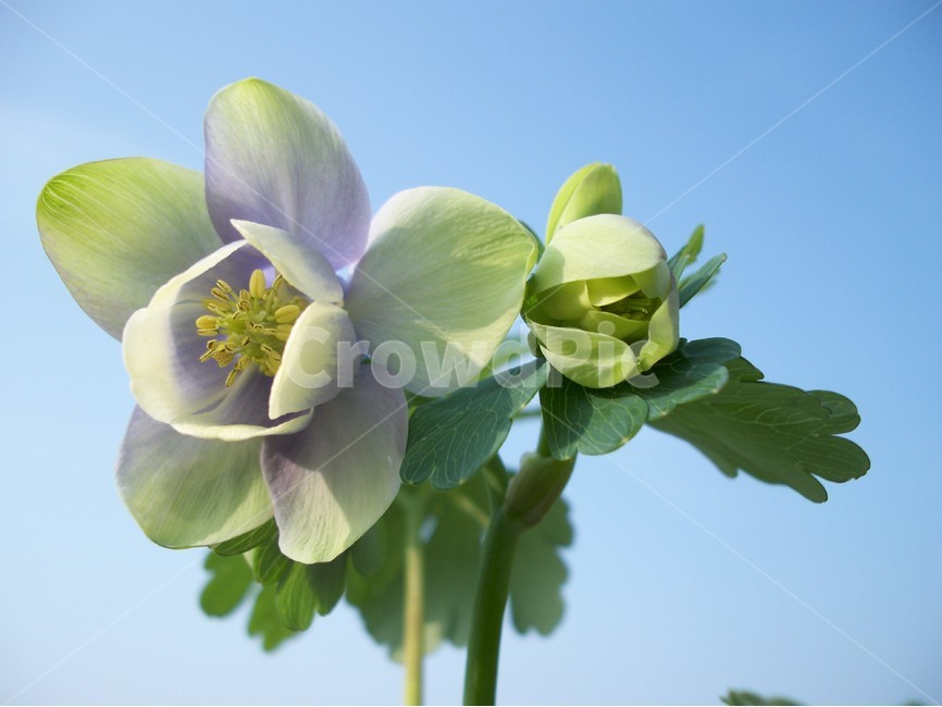 매발톱,꽃,야생화,flower,자연,식물,자연,plants,nature,꽃,flower