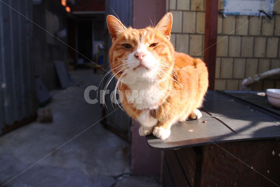 고양이,cat,냥냥이,반려묘,치즈색,동물,animal,포유류,mammal,고양이,cat,kitten,kitty
