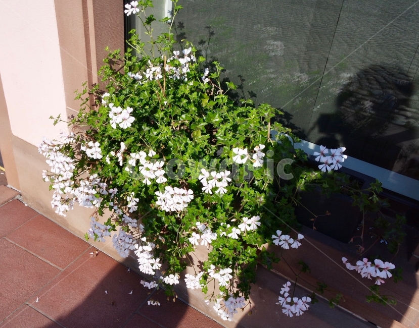 꽃,하얀꽃,들꽃,풍경,자연,피어나다,flower,whiteflower,roadflwer,scenery,nature,식물,자연,plants,nature,꽃,flower