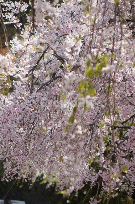 수양벚꽃,봄,핑크,맑음,풍경,봄,계절,spring,season,식물,자연,plants,nature,꽃,flower,plant,blossom,cherry blossom,벚꽃