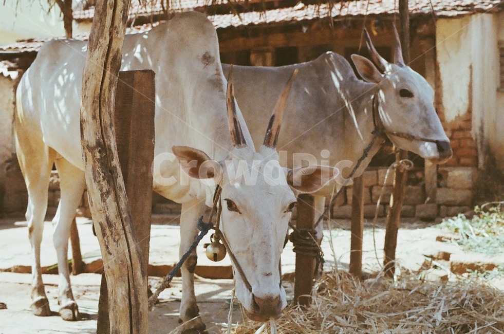 소,동물,가축,흰소,인도,동물,animal,포유류,mammal,산업,industry,industrial,목축업,목장,livestock farming,ranching,pasture