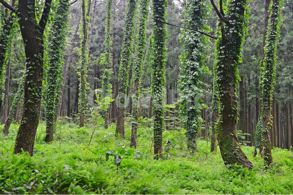 제주,절물자연휴양림,휴양림,plant,식물,tree,나무,식물,자연,plants,nature,나무,trees,wood