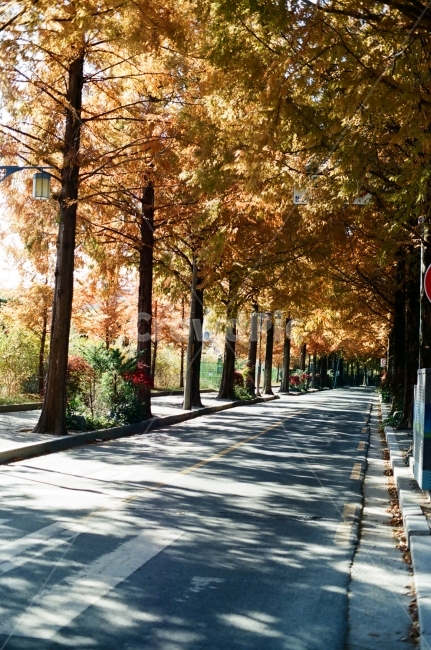 가로수길,메타세콰이어,메타세쿼이아,dawnredwood,창원,창원길,카페거리,메타세콰이어길,필름,가을,계절,fall,autumn,season,자연,풍경,nature,landscape,식물,plants,나무,trees,wood,tree,plant,outdoors,옥외