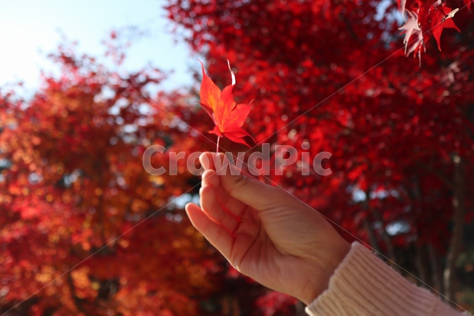 단풍,잎,가을,감성,단풍잎,가을,계절,fall,autumn,season,신체일부,몸,body