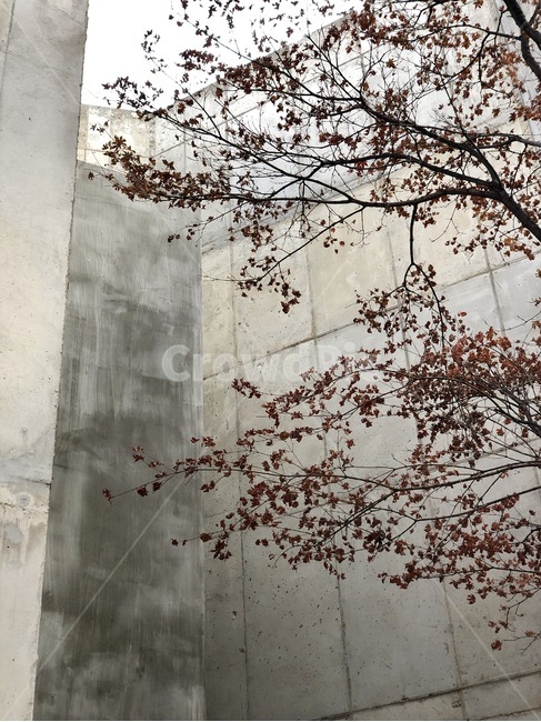건물,회색,콘크리트,낙엽,나무,가을,계절,fall,autumn,season,건축물,건물외관,exterior,building,structure,architecture,construction,plant,식물,tree