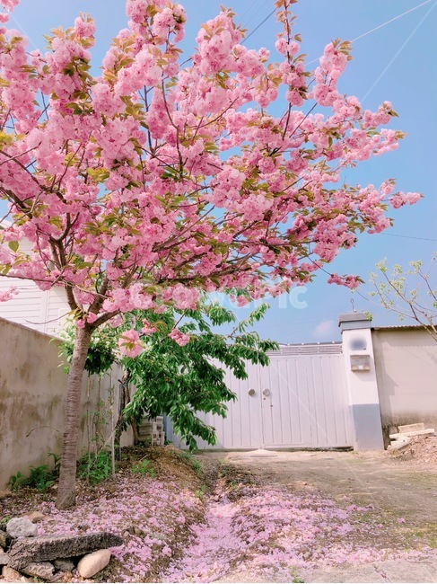 봄,겹벚꽃,벚꽃,식물,자연,plantsnature,계절,spring,season,flower