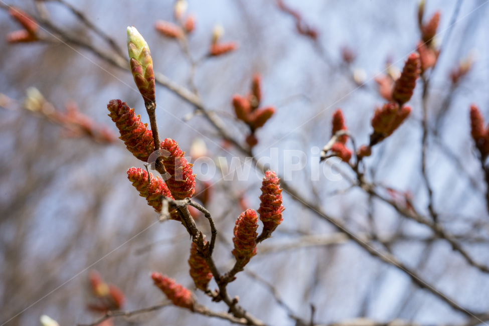 식물,자연,나무,꽃봉오리,나뭇가지,식물,자연,plants,nature