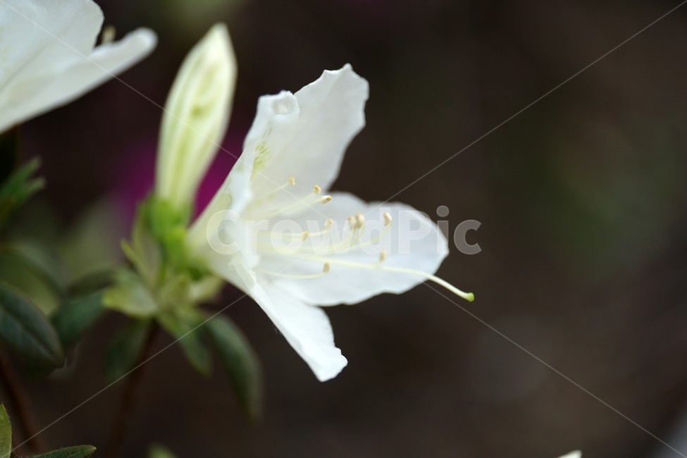 플라워,flower,식물,plants,나뭇가지,자연,nature,봄꽃,꽃사진,접사,마크로,macro,closeup,클로즈업,풍경,landscape,spring,한국자연,입춘,4월,april,감성,감성사진,힐링,힐링사진,느낌,feel,feeling,snap,스냅,스냅사진,백철쭉,이파리,잎사귀,흰철쭉,속씨식물,쌍떡잎식물,진달래목,꽃밭,화단,봄,계절,spring,season,식물,자연,plants,nature,꽃,flower,plant