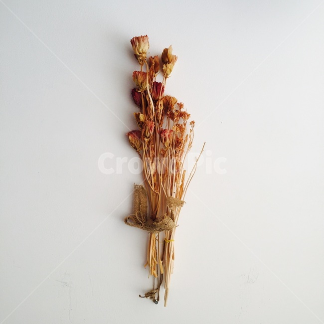 꽃,식물,인테리어,소품,스튜디오