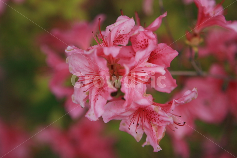 꽃나무,꽃,매화,매화꽃,식물,나무,flower,apricotflower