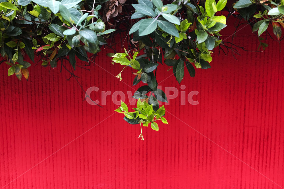벽,빨강,색감,잎,wall,red,color,alley,식물,plants
