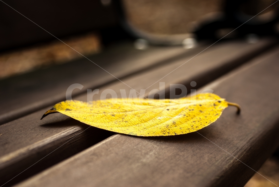 낙옆,단풍,가을,공원,벤치,산림환경연구원,숲,식물,자연,환경,가을,계절,fall,autumn,season,식물,자연,plants,nature,감성,sensible,feeling,snake,뱀,animal,동물,plant,leaf,잎