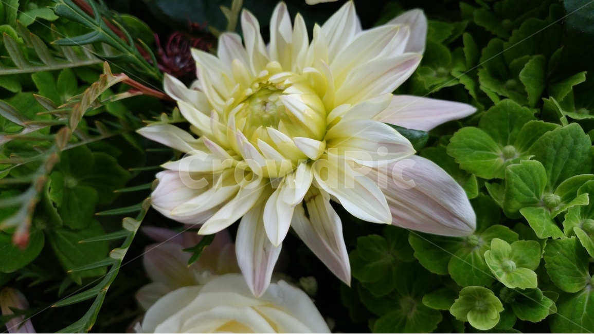 장미,흰색,봄,생명,아름다움,봄,계절,spring,season,식물,자연,plants,nature,꽃,flower,blossom,dahlia,달리아,plant