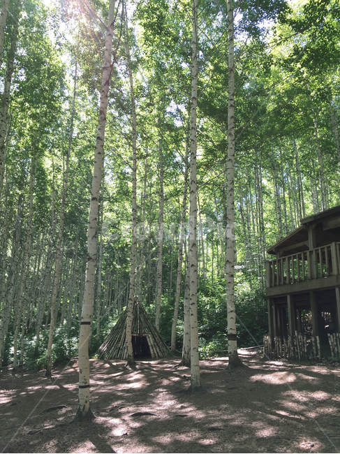 숲,산,나무,오두막,자연,평화로움,햇빛,자작나무,forest,woods,tree,hut,nature,peaceful,sunshine,birch,자연,풍경,nature,landscape,식물,plants,나무,trees,wood,휴식,힐링,rest,relaxation,healing,housing,주택,building,건물,house,집