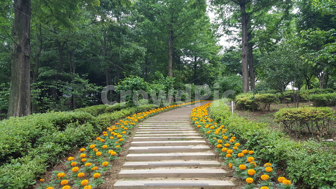 수풀,나무,꽃길,산책,송현동,근린공원,woods,forest,flowerway,walk,songhyundong,neighborhoodpark