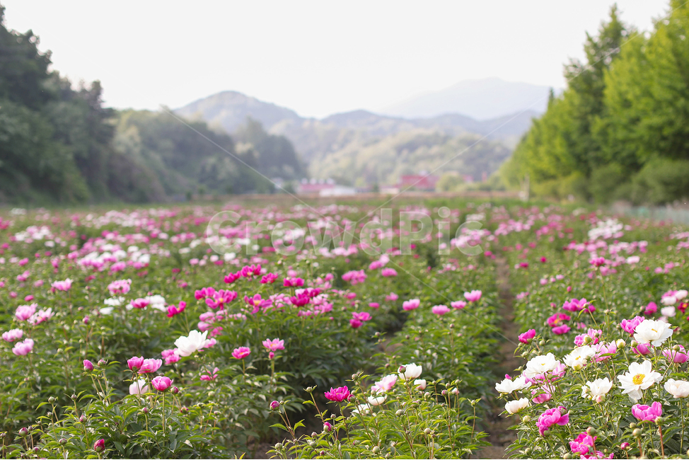 꽃밭,작약꽃,flower,plant,식물,자연,풍경,nature,landscape,outdoors,옥외