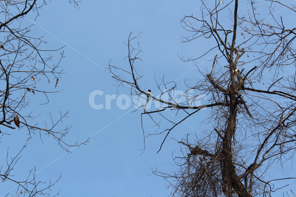 tree,sky,나무,하늘,blue