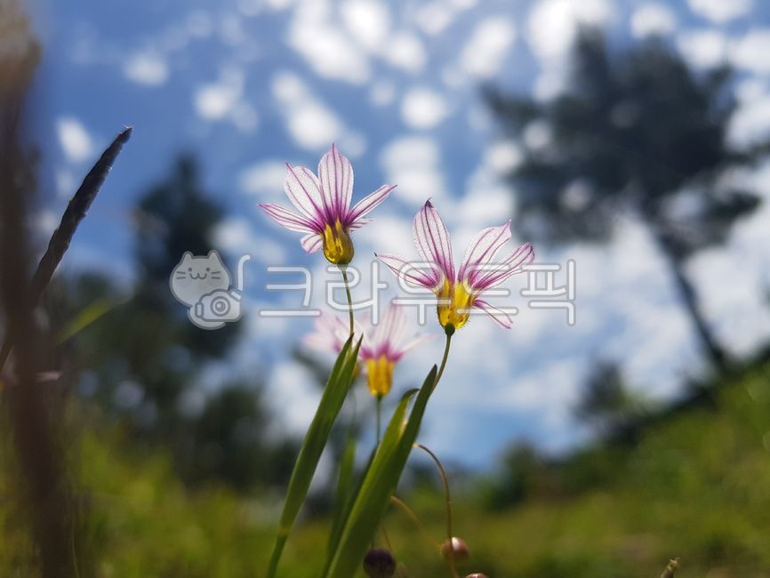 plant,식물,등심붓꽃,청매화붓꽃,솔오름정상,하늘,맑음