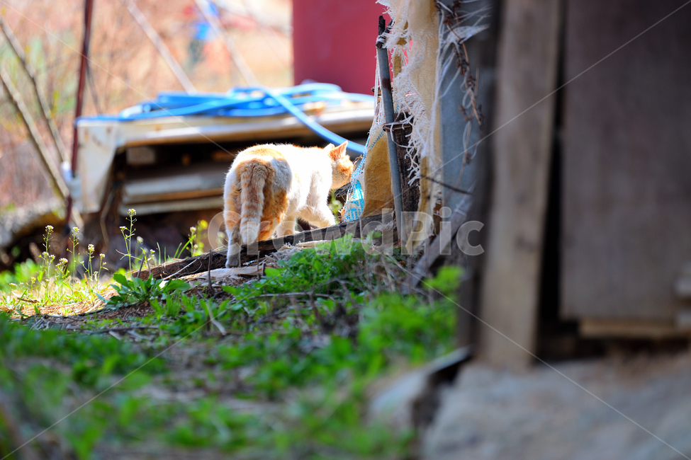 봄,고양이,동물,햇빛,느낌,힐링,뒷모습,동물,animal,포유류,mammal,고양이,cat,kitten,kitty