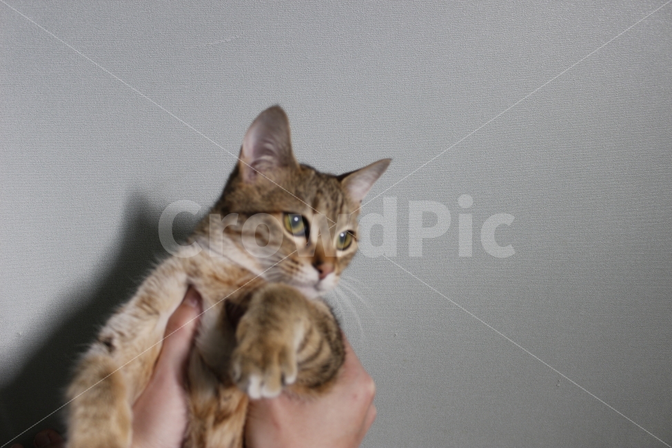 고양이,반려동물,유기묘,길냥이,애완동물,cat,pet,kitten,아기고양이,코숏,코리안숏헤어,동물,animal,동물,animal,고양이,cat,kitten,kitty,포유류,mammal