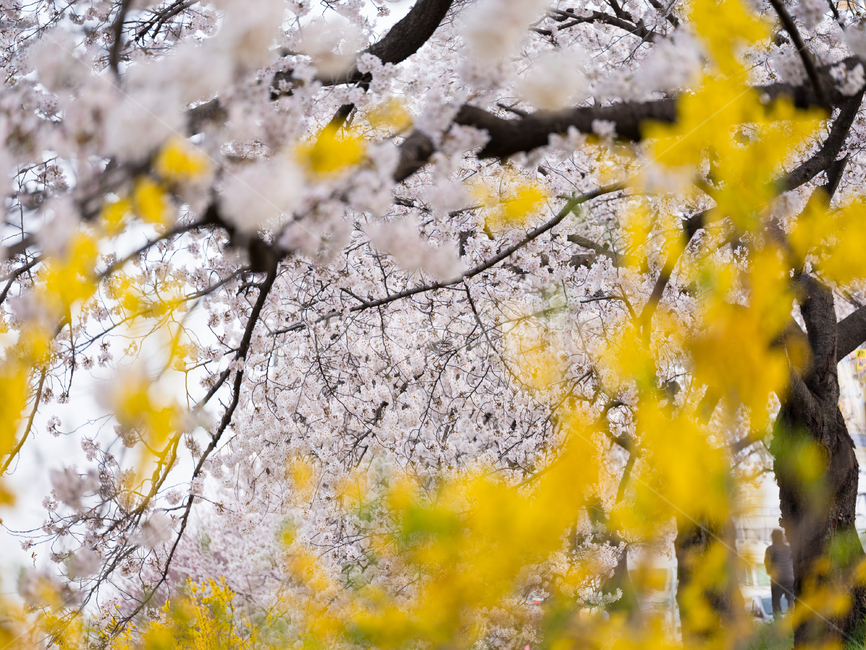 벚꽃,봄꽃,사쿠라,봄,spring,꽃,cherryblosso,계절,식물,자연,개나리,공존