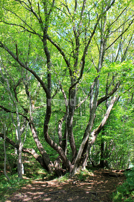 크로아티아,플리트비체국립공원,자연경관,숲,공원,외국국립공원,식물,자연,plants,nature,나무,trees,wood
