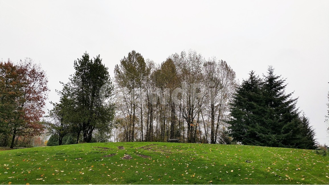 나무,하늘,잔디,풍경,동산,자연,풍경,nature,landscape,식물,plants,나무,trees,wood,field,들,outdoors,옥외,grassland,목초지,plant,tree,fir,전나무,farm,농장,rural,농촌,meadow