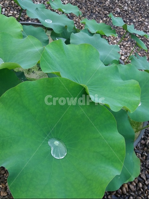연꽃,꽃,flower,초록,green,여름,물방울,waterdrop,물,water,식물,자연,plants,nature