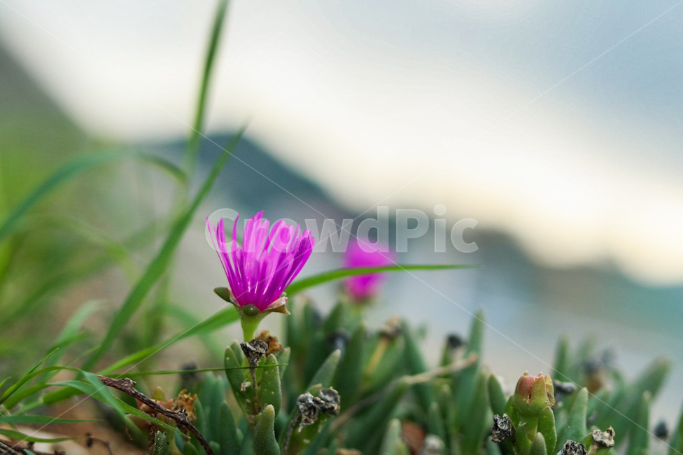 봄,자연,꽃,감성사진,plant,식물,가을꽃