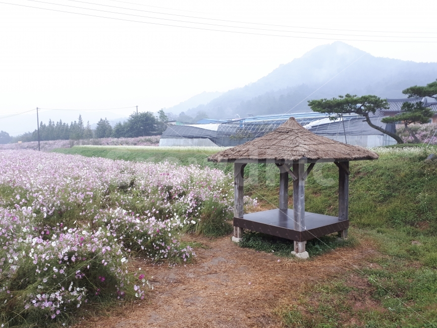 정자,코스모스,풍경,안개,산,시골,마을,풍경,landscape,country,rural,town