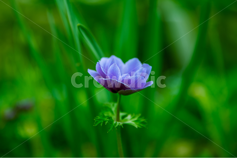 식물,꽃,plant,flower,blossom,식물,자연,plants,nature,꽃,flower