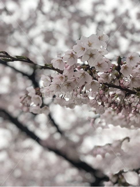plant,식물,flower,꽃,blossom,벗꽃,아침,이슬비