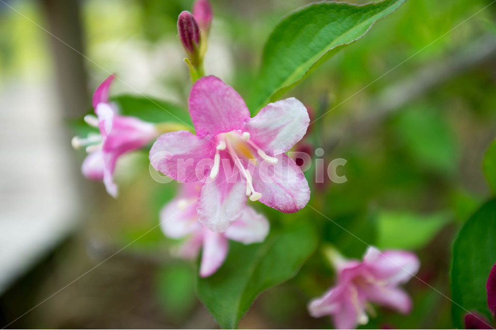 봄,봄꽃,식물원,철쭉,공원,봄,계절,spring,season,식물,자연,plants,nature,꽃,flower,geranium,제라늄,blossom,plant,petal,꽃잎