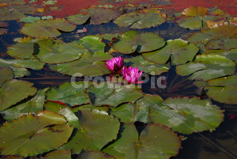 자연,식물,연꽃,연잎,연못,식물,자연,plants,nature,꽃,flower