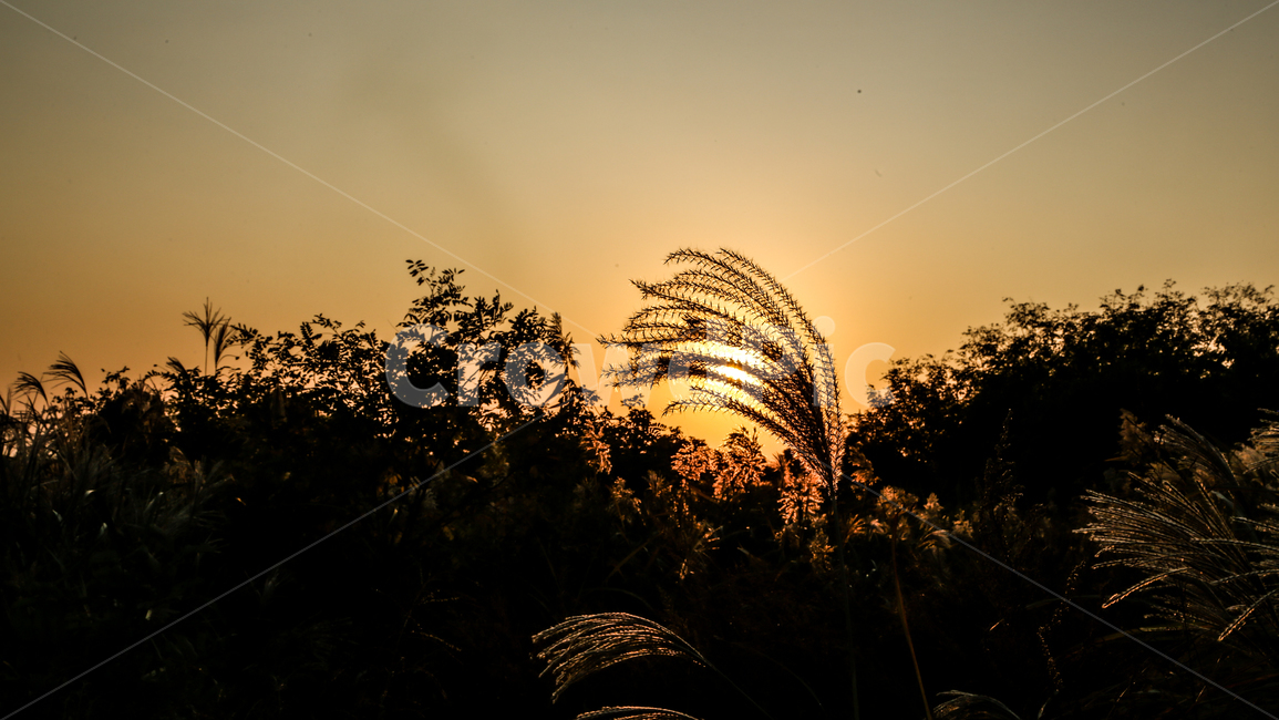 노을,억새,갈대,일몰,태양,하늘,해질녘,풍경,가을,계절,자연,풀,nature,sunset,sunlight,sun,sky,redsky,season,fall,landscape,grass,silvergrass,flamegrass,자연,풍경,nature,landscape,outdoors,옥외,dusk,황혼,dawn,새벽,red sky,붉은 하늘