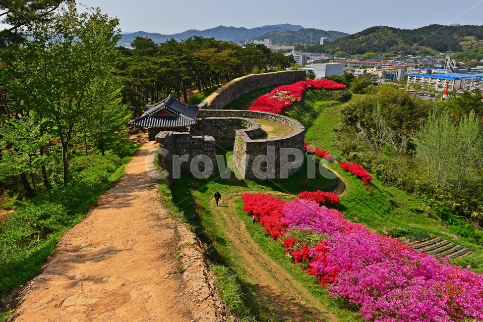 전북,고창,고창읍성,모양성,봄,봄꽃,계절,철쭉,철축꽃,outdoors,옥외,nature,자연,plant,식물,blossom,flower,꽃
