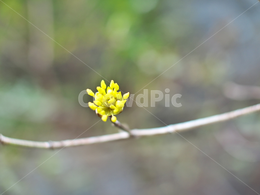 plant,식물,blossom,꽃,flower,봄,산수유,식물,자연,plants,nature