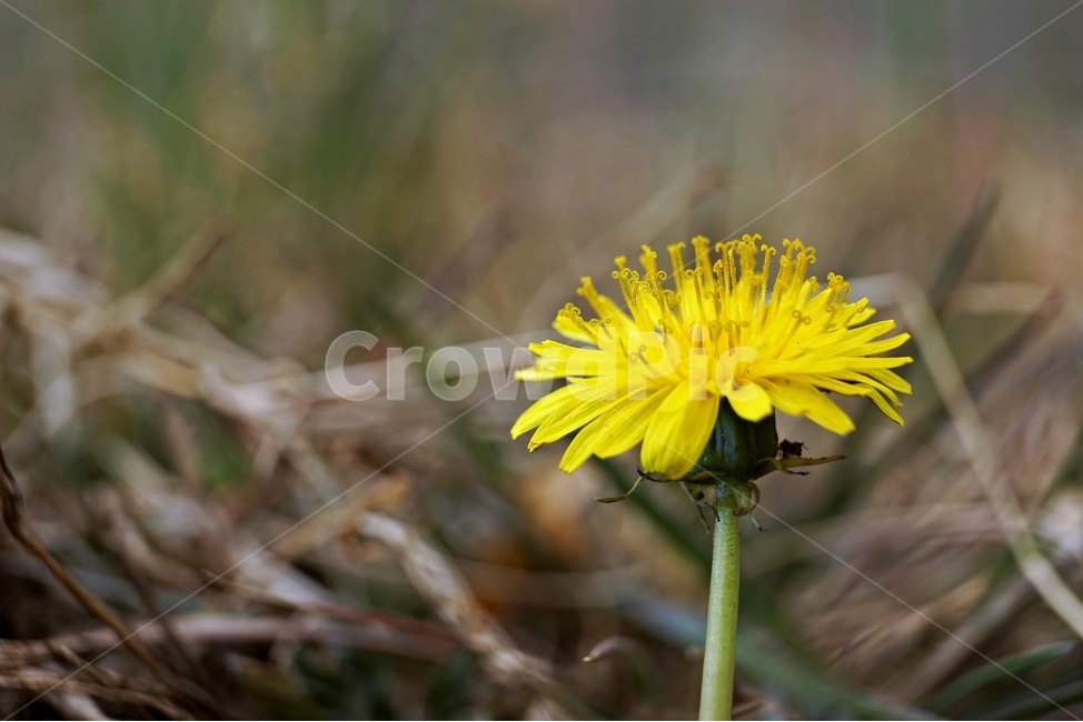 봄,민들레,계절,노랑,식물,꽃,꽃잎,dandelion,yellow,flower,season,spring,bloom,springtime,lovely,식물,자연,plants,nature,꽃,flower